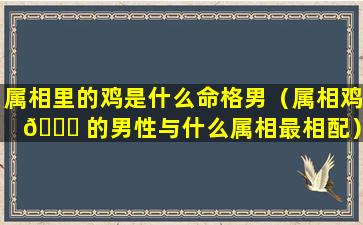 属相里的鸡是什么命格男（属相鸡 💐 的男性与什么属相最相配）